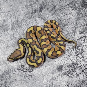 Russo Enchi Hypo 100% Het Clown
