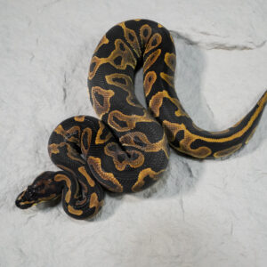 Leopard YB 100% Het Clown