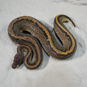 Black Head Chocolate Pin 100% Het Hypo 66% Het Desert Ghost