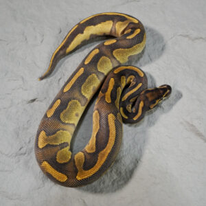 Black Head Red Gene Enchi 100% Het Hypo 66% Het Paint