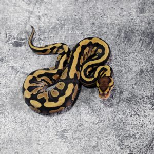 Fire Cryptic 100% Het Desert Ghost