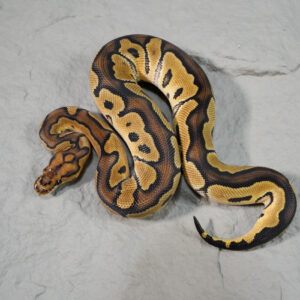 Clown 100% Het Desert Ghost