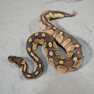 Black Head Enchi Phantom YB Disco / Fire 100% Het Clown