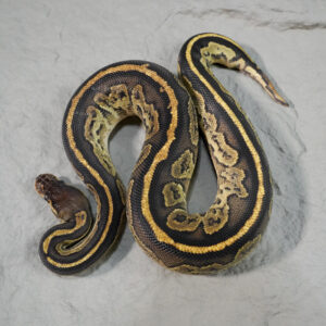 Black Head Enchi Phantom YB Disco / Fire 100% Het Clown