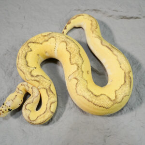 Enchi YB Pastel Disco / Fire Clown Poss Phantom