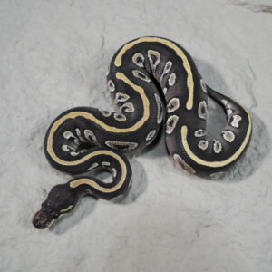 Black Head Chocolate Mojave 100% Het Hypo 66% Het Desert Ghost