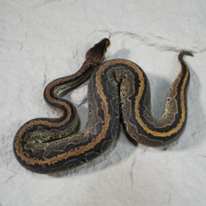 Black Head Chocolate Pin 100% Het Hypo 66% Het Desert Ghost