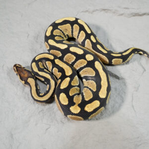 Cypress 100% DH Desert Ghost Cryptic / Clown