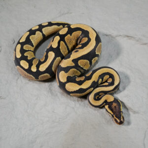 Cypress Fire 100% DH Desert Ghost Cryptic / Clown