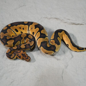 Clown 100% Het Desert Ghost