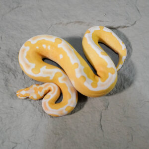 Blade Lavender Clown