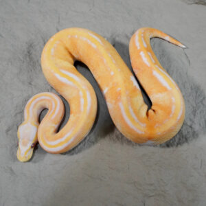Black Head Red Gene YB Pastel Dreamsicle