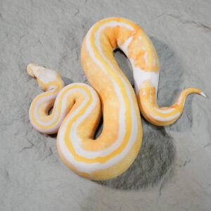 Black Head Red Gene Pastel  Dreamsicle