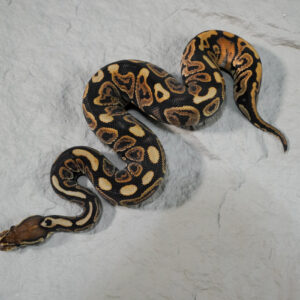 Black Pastel Spotnose 100% DH Candy Clown