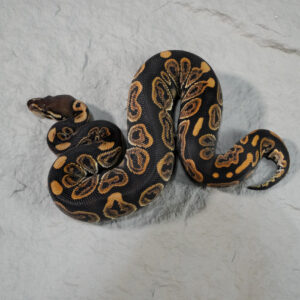 Black Pastel 100% DH Candy Clown