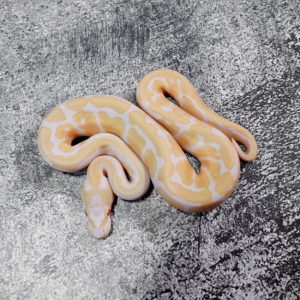 Spotnose Candino 100% Het Pied