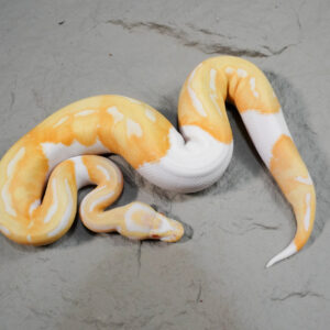 Candino / Albino Pied