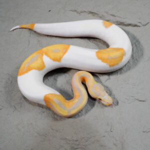 Candy / Candino Pied