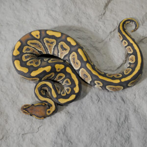 Black Head Red Gene Hypo 100% Het Clown Poss YB