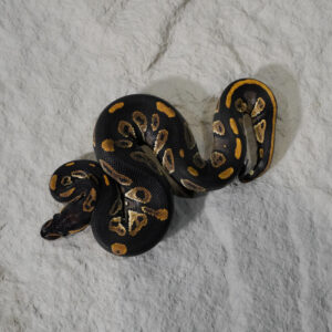 Black Head Red Gene YB 100% DH Hypo Clown