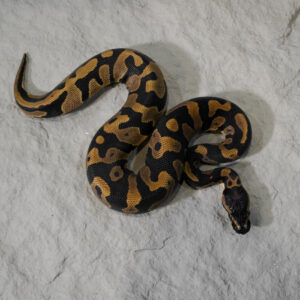 Confusion Enchi 100% Het Desert Ghost
