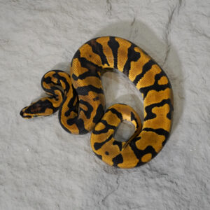 Confusion Enchi YB 100% Het Desert Ghost 50% Het Cryptic