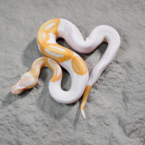 Candy / Candino / Albino Pied