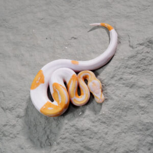 Candy / Candino Pied