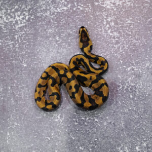 Confusion Enchi YB 100% Het Desert Ghost 50% Het Cryptic