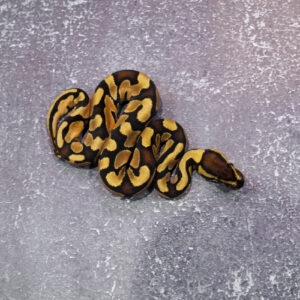 Mocha Enchi 100% Het Desert Ghost