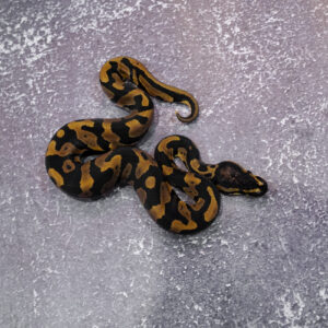 Confusion Enchi 100% Het Desert Ghost