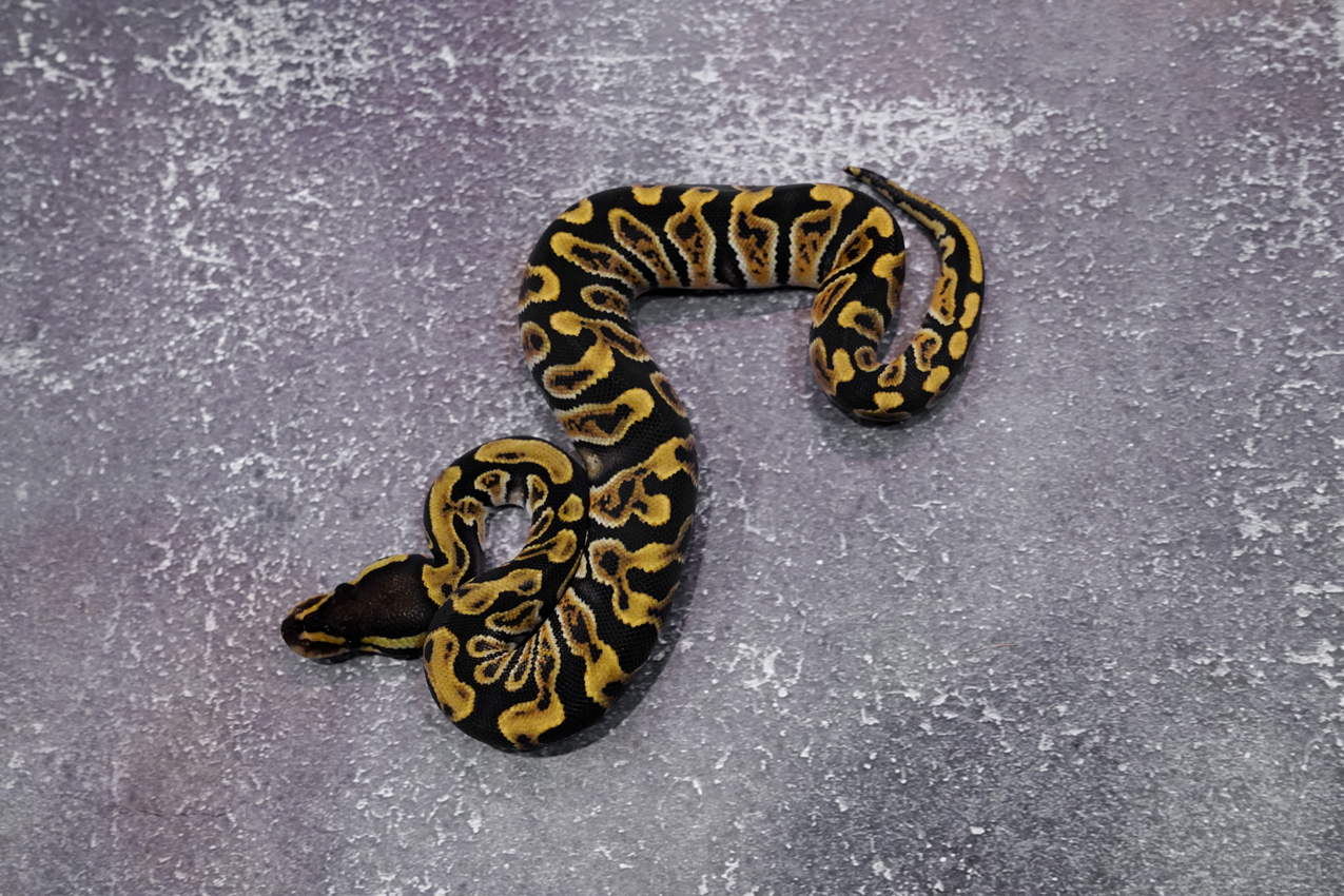 OD Enchi GHI 100% Het Clown 66% Het Hypo – REALITY BALL PYTHON