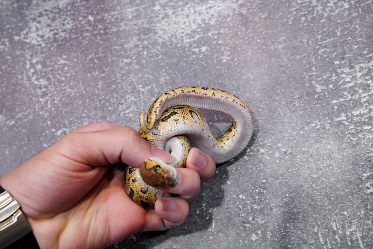 GHI Clown 66% Het Hypo Poss OD – REALITY BALL PYTHON