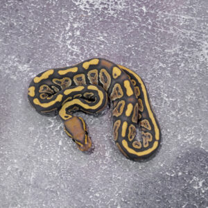 Black Head Hypo 100% Het Clown