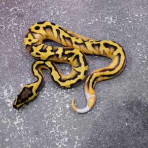 OD Pastel Enchi Pied 100% Het Hypo