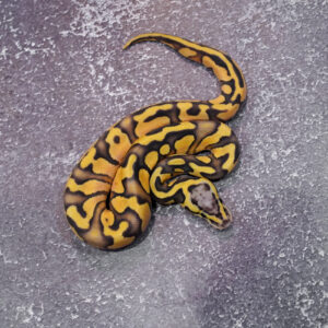 Sanblast OD Enchi Pastel 100% DH Hypo Pied