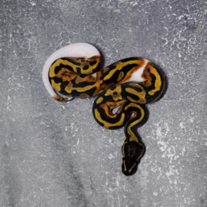 Genex Pied