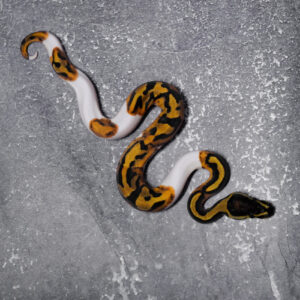 Genex Pied