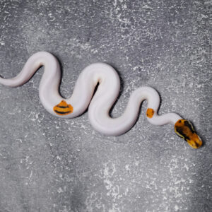 Russo OD YB Genex Pied (HI)