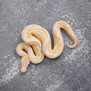 Bongo Het Red Axanthic Candy / Candino
