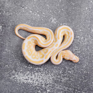 Bongo Het Red Axanthic Candy / Candino