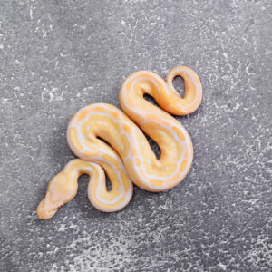 Bongo Het Red Axanthic Candy / Candino