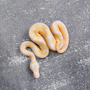 Het Red Axanthic Candy / Candino