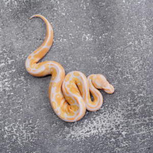 Bongo Candy / Candino