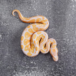 Bongo Candy / Candino