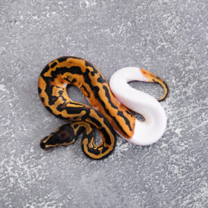 OD Leopard Pied