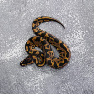 Leopard Het Red Axanthic 100% DH Desert Ghost Clown / Cryptic 50% Het Pied