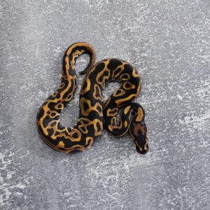 Cypress Leopard Het Red Axanthic 100% DH Desert Ghost Clown / Cryptic 50% Het Pied