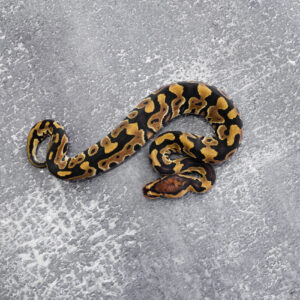 Vanilla / Honey Crypton 100% DH Desert Ghost Pied