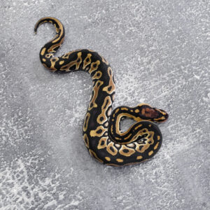 Het Red Axanthic Crypton 100% DH Desert Ghost Pied